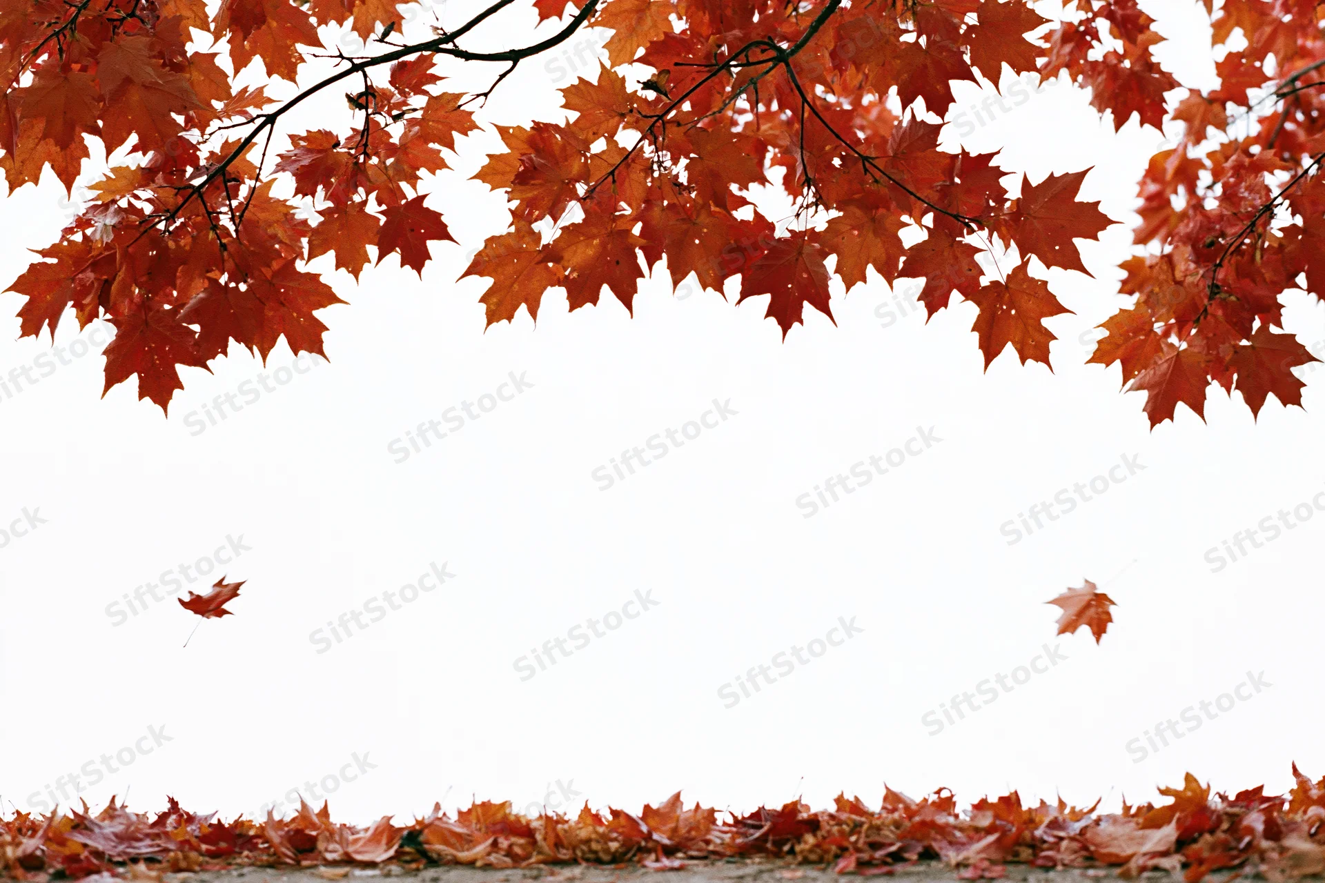 Maple branches with orange-red leaves arching over a white space, fallen leaves lining the bottom edge