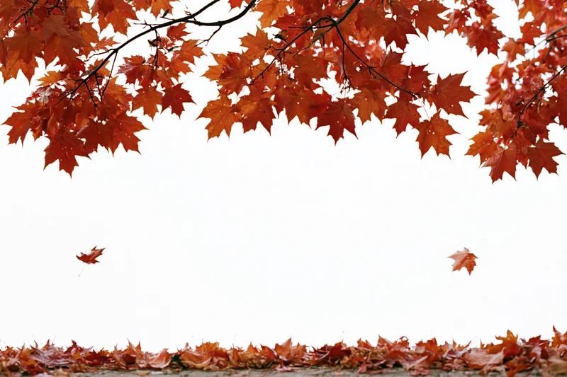 Maple branches with orange-red leaves arching over a white space, fallen leaves lining the bottom edge