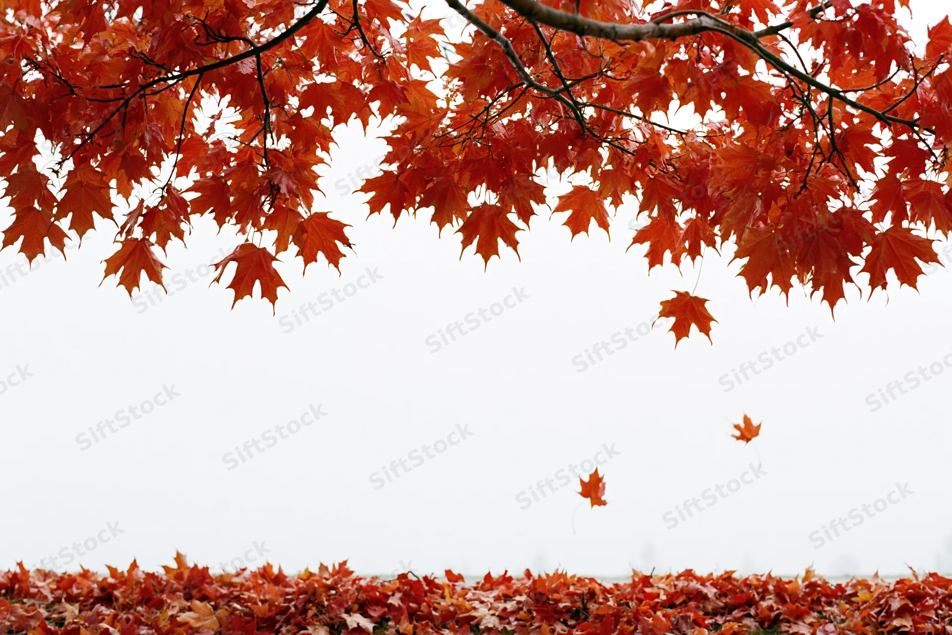 Maple branches with orange-red leaves arching over a carpet of fallen leaves against a white sky