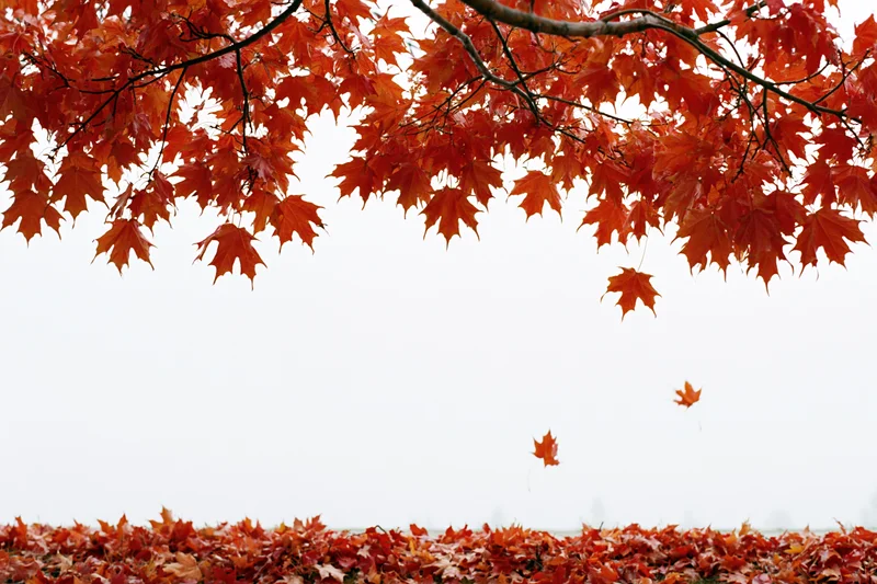 Maple branches with orange-red leaves arching over a carpet of fallen leaves against a white sky