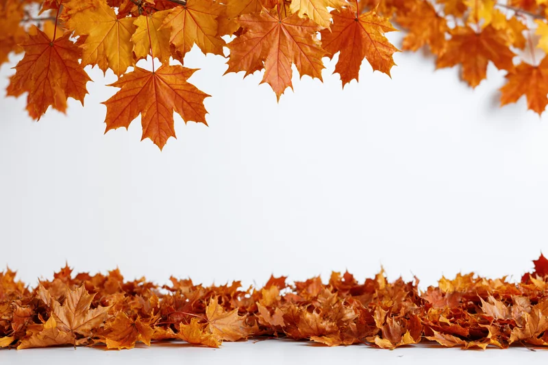 Autumn maple leaves arranged in border at top and bottom of white background with copyspace