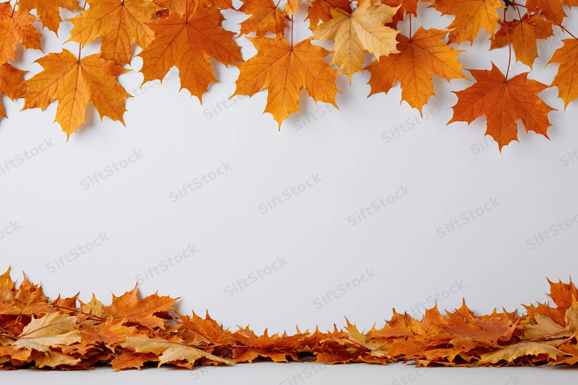 Autumn maple leaves arranged in top and bottom borders on white background with central copyspace