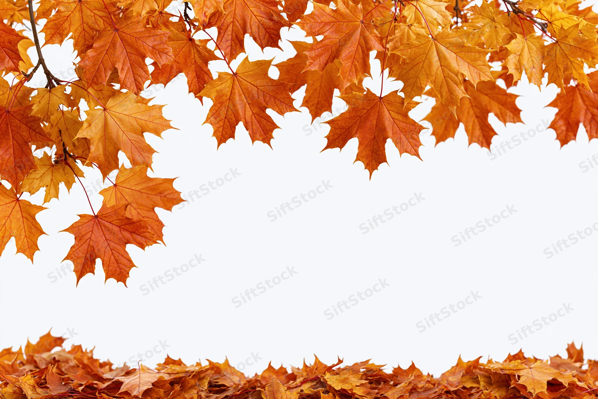 Autumn maple leaves arranged as a border frame with white copyspace below