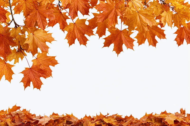 Autumn maple leaves arranged as a border frame with white copyspace below