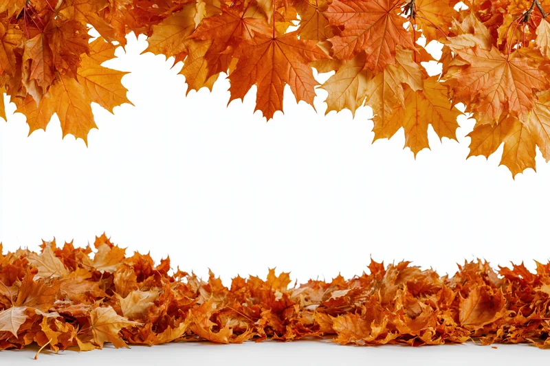 Autumn maple leaves arranged as a border frame with copyspace in the center