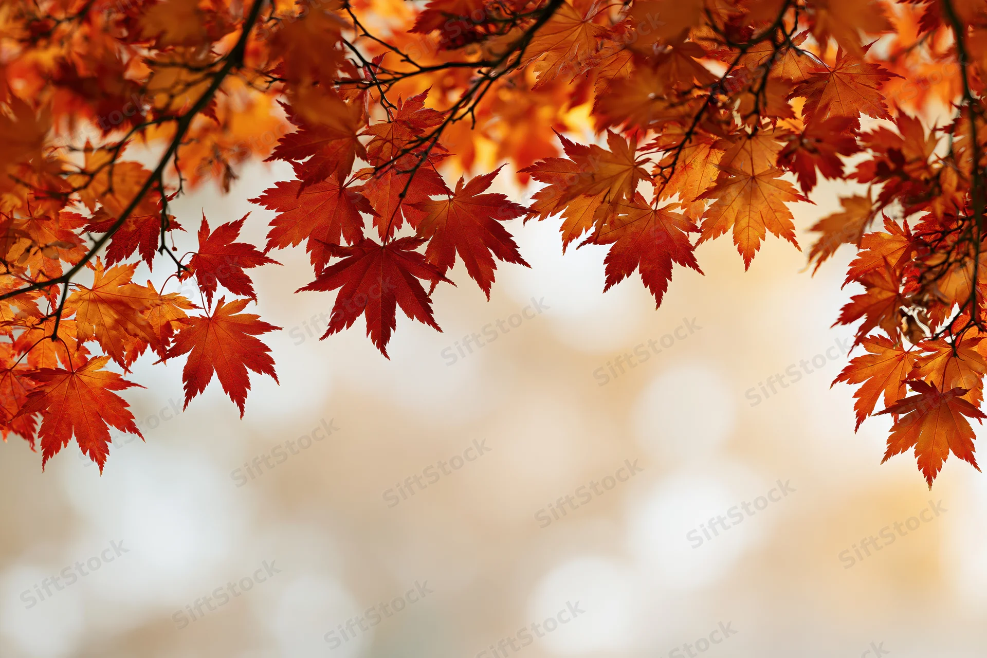 Maple branches with orange and red leaves framing a soft blurred background