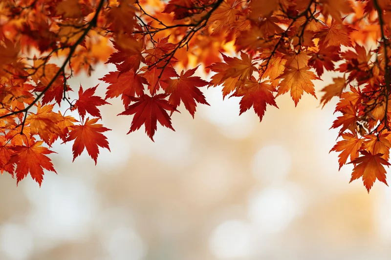 Maple branches with orange and red leaves framing a soft blurred background