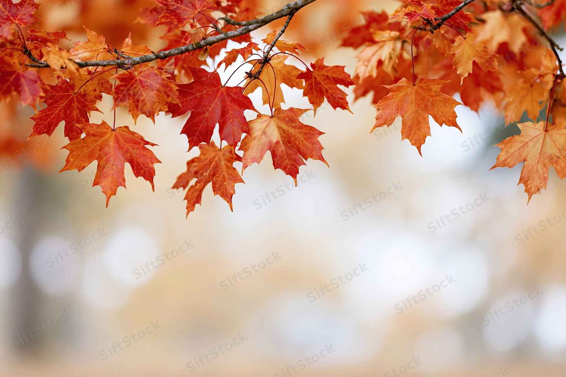 Maple branches with orange and red leaves in autumn framing a soft blurred background