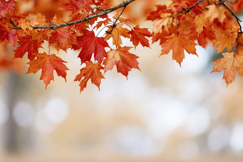 Maple branches with orange and red leaves in autumn framing a soft blurred background