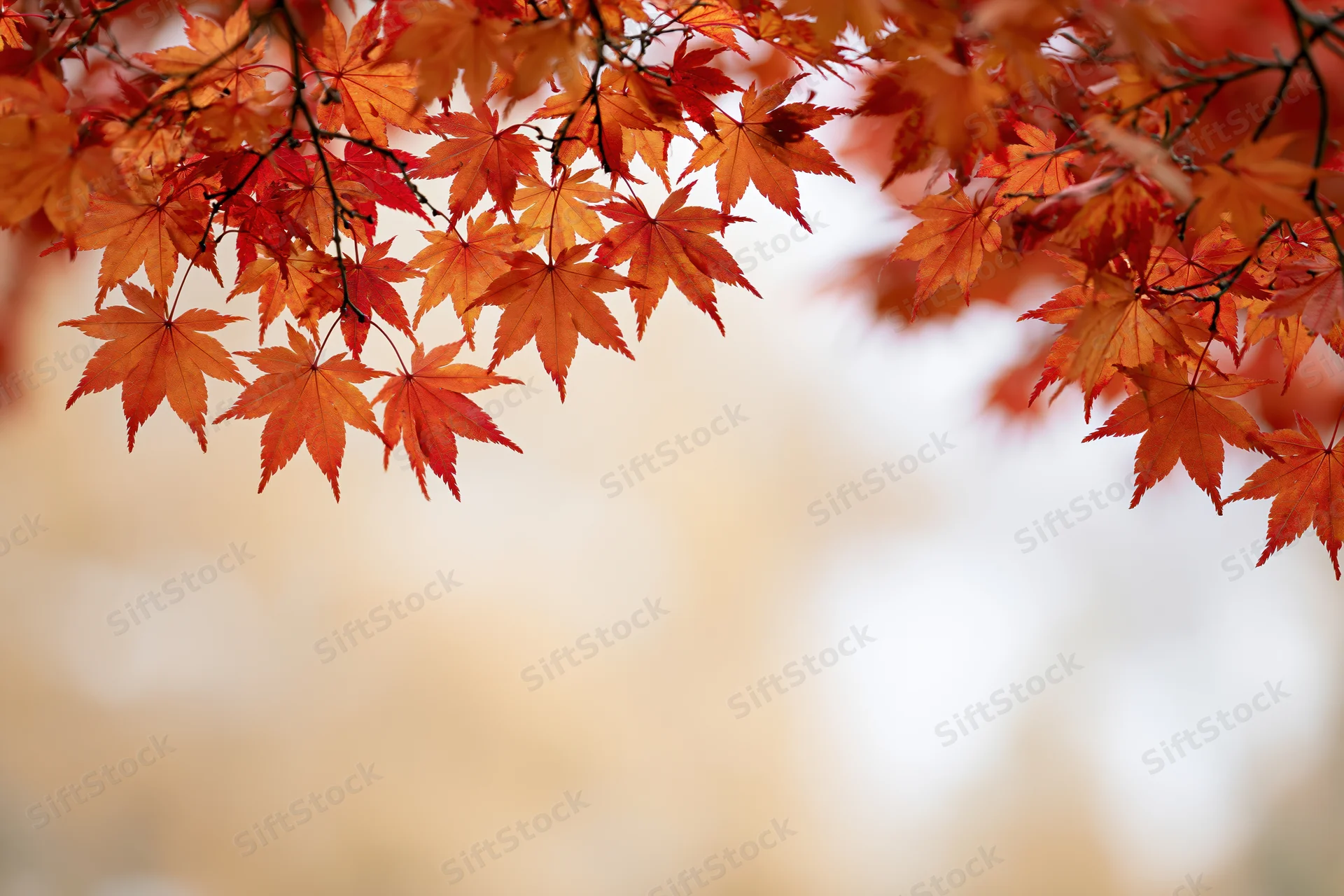 Maple branches with orange and red leaves framing the top of the image against a soft blurred background