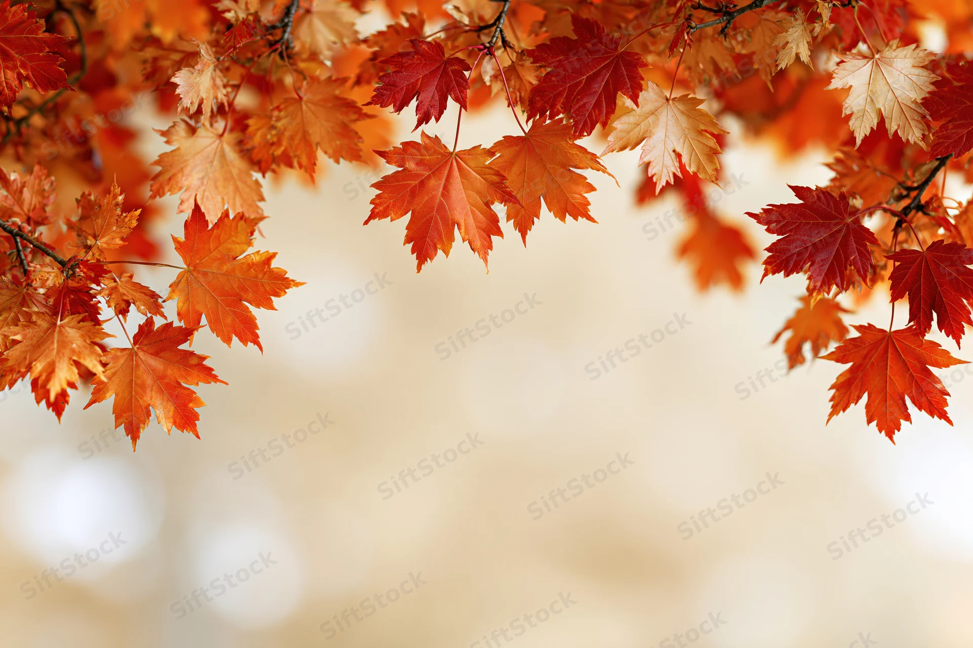 Maple branches with orange and red autumn leaves framing the top of the image against a soft blurred background