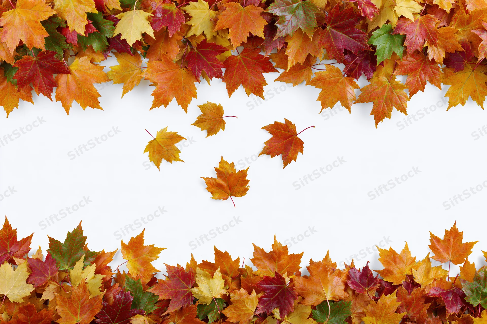 Maple leaves arranged as a natural border frame on white background with copyspace