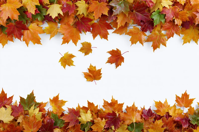Maple leaves arranged as a natural border frame on white background with copyspace