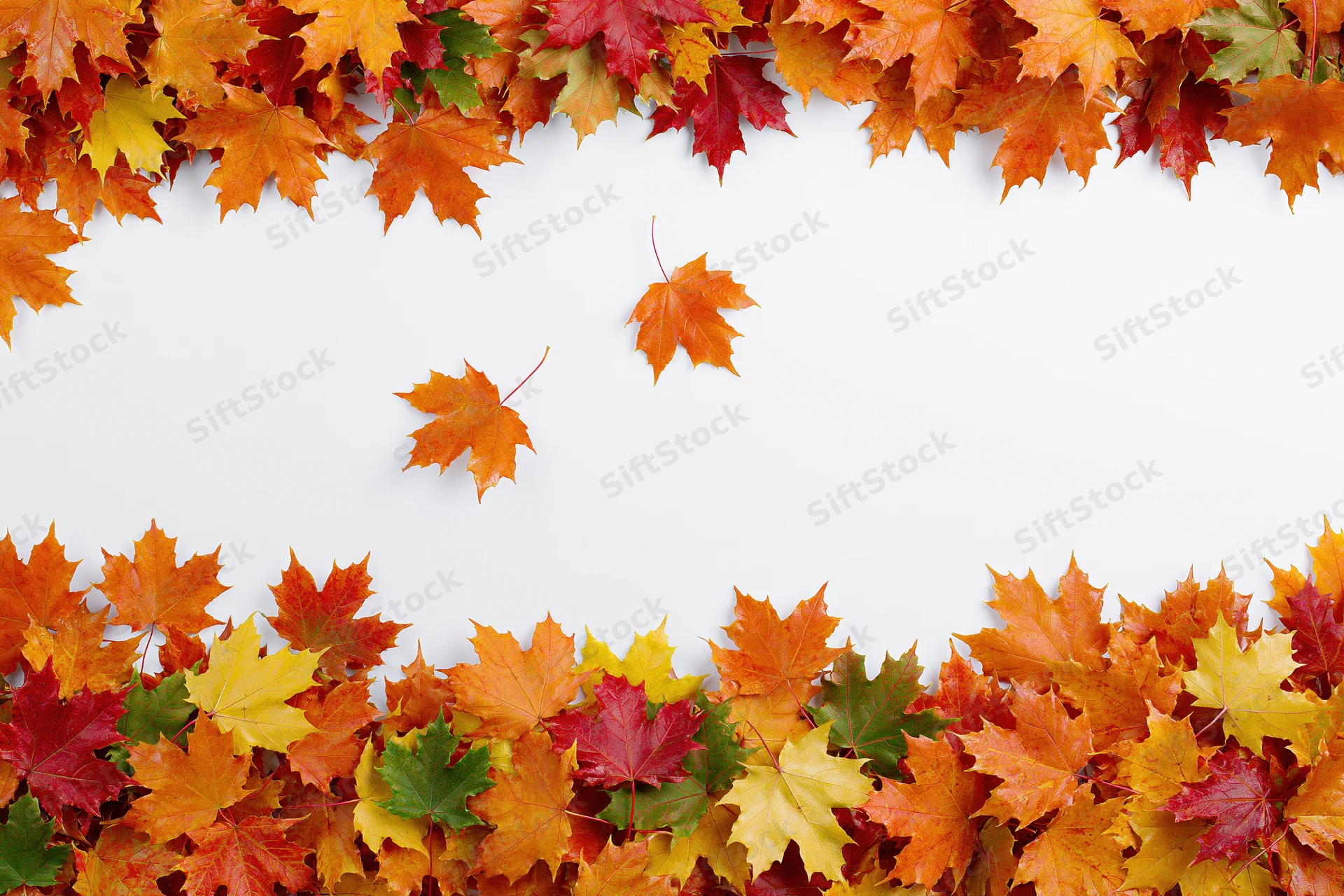 Autumn maple leaves arranged as a natural border frame on white background with copyspace