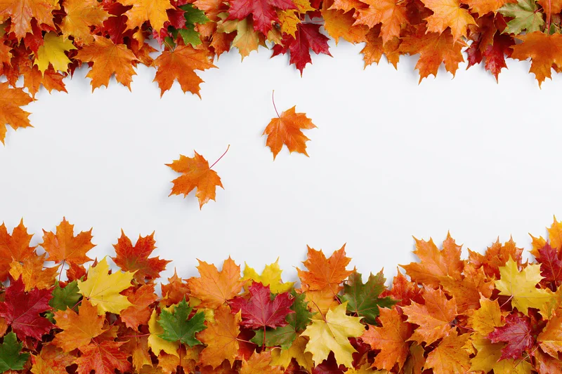 Autumn maple leaves arranged as a natural border frame on white background with copyspace