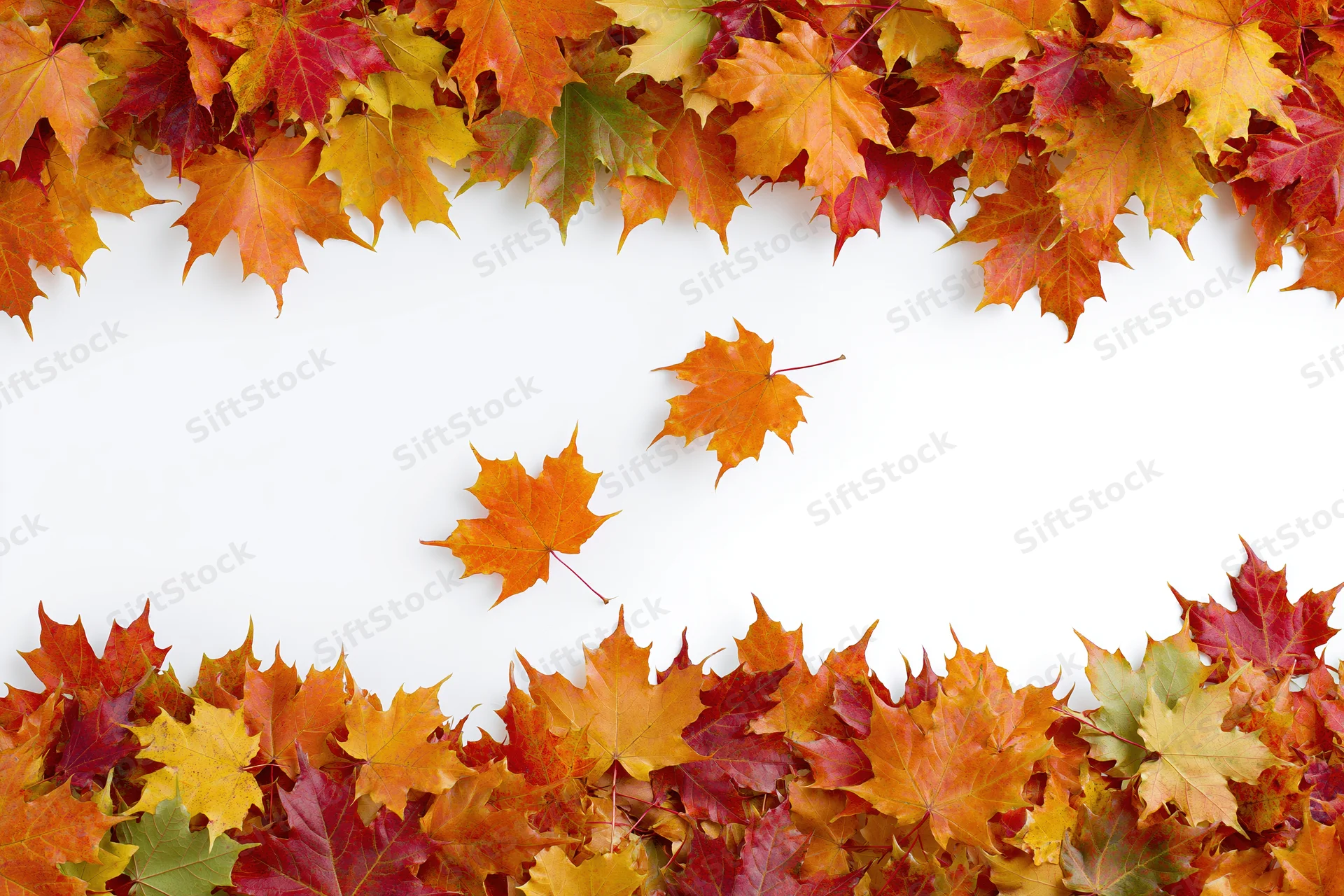 Autumn maple leaves arranged as a natural border frame on white background with copyspace