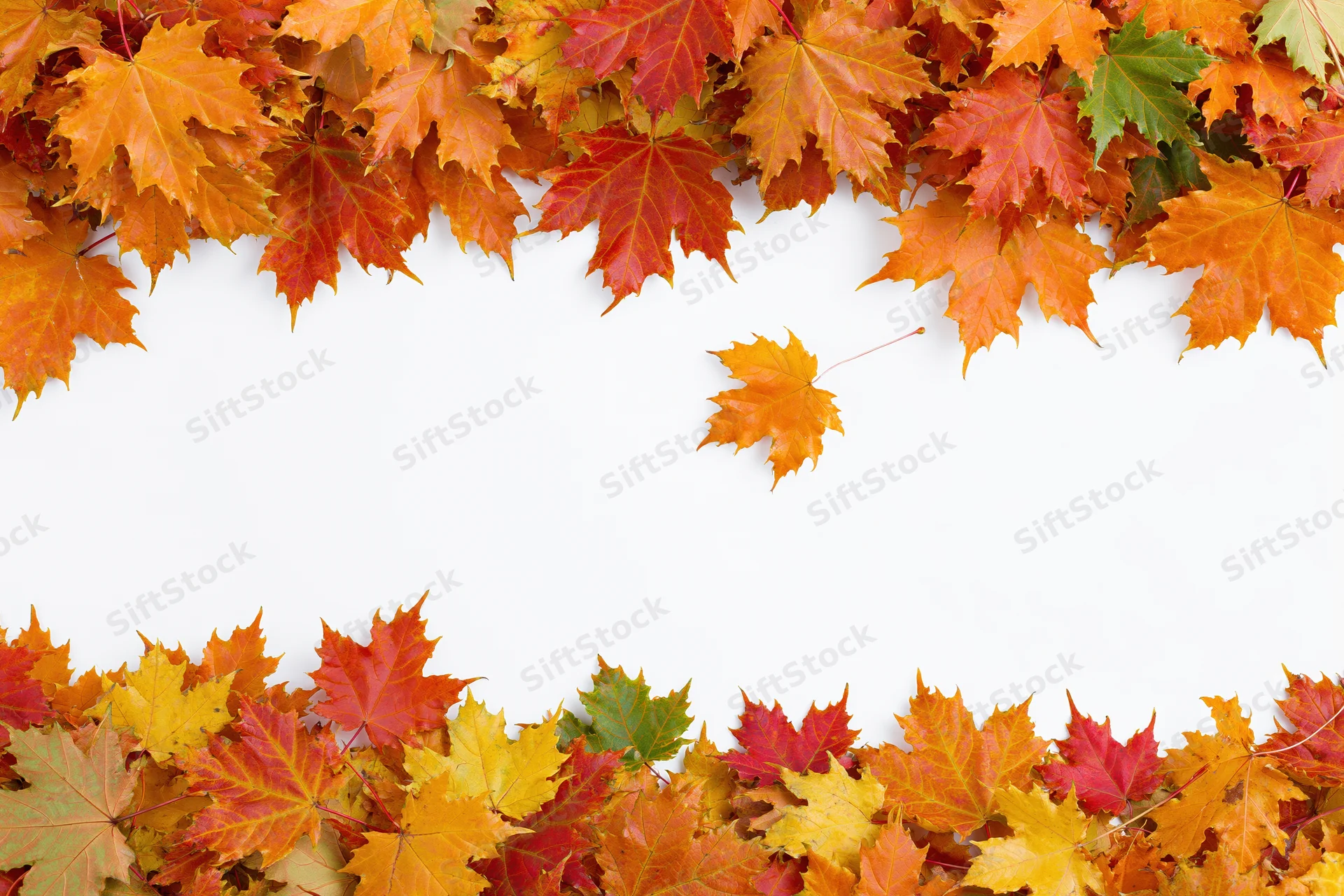 Autumn maple leaves arranged as a natural border frame on white background with copyspace