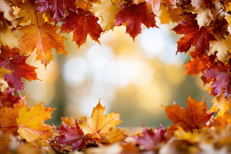Maple leaves arranged as a natural border frame in autumn foliage