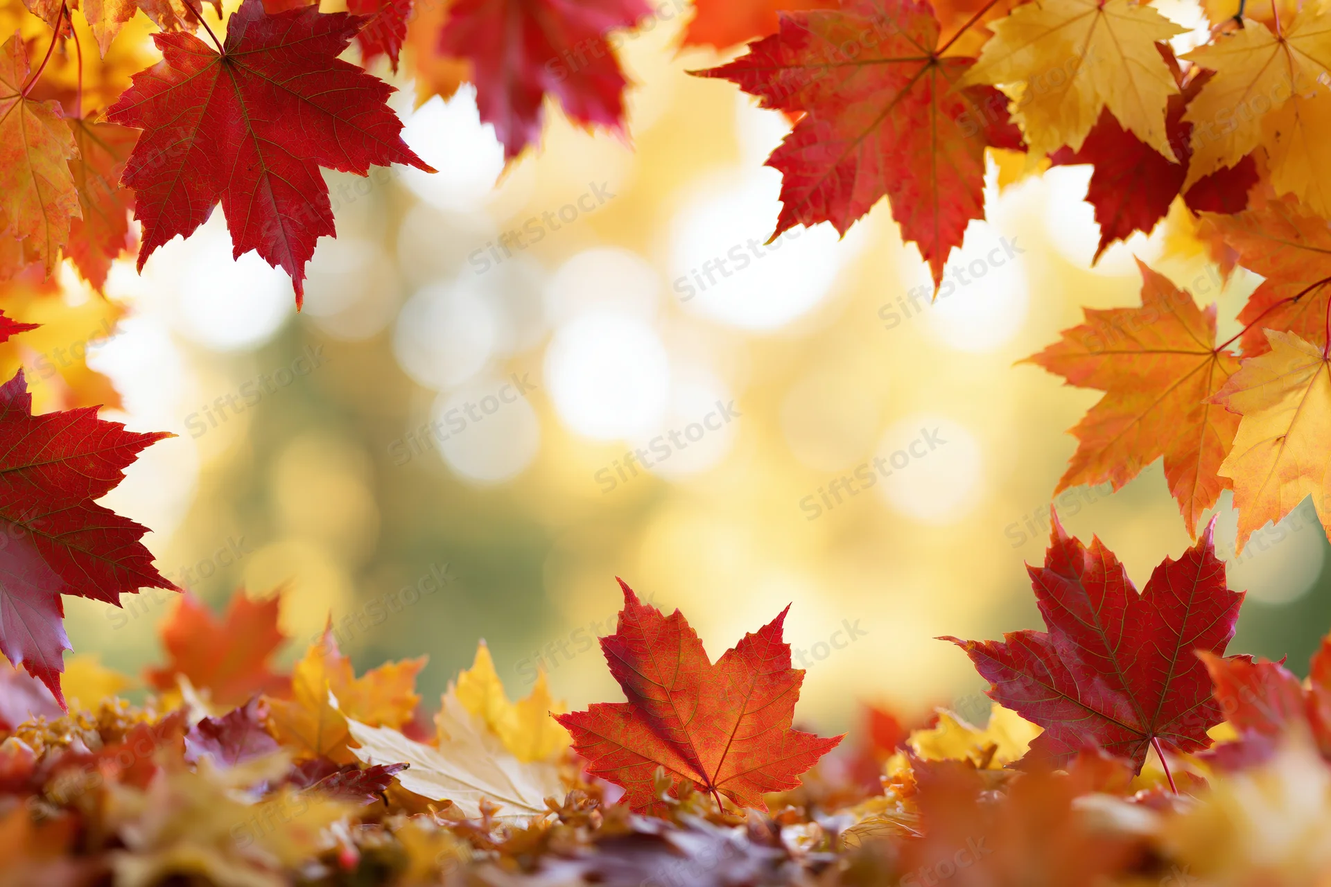 Maple leaves arranged as a natural border frame with sunlight filtering through in autumn forest