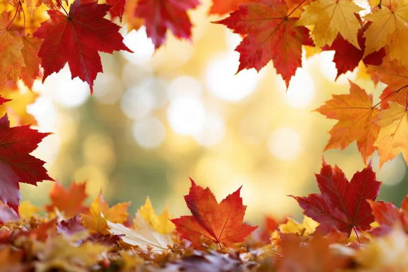 Maple leaves arranged as a natural border frame with sunlight filtering through in autumn forest