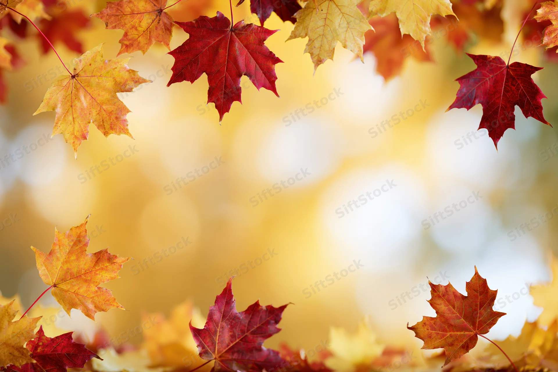 Maple leaves arranged as a natural border frame against a blurred autumn background