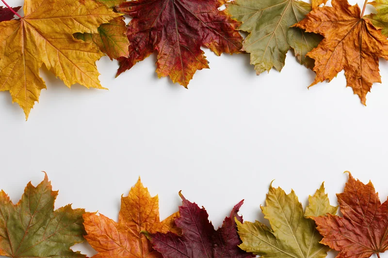 Autumn maple leaves arranged in a flat-lay border frame along the top and bottom edges of a white surface