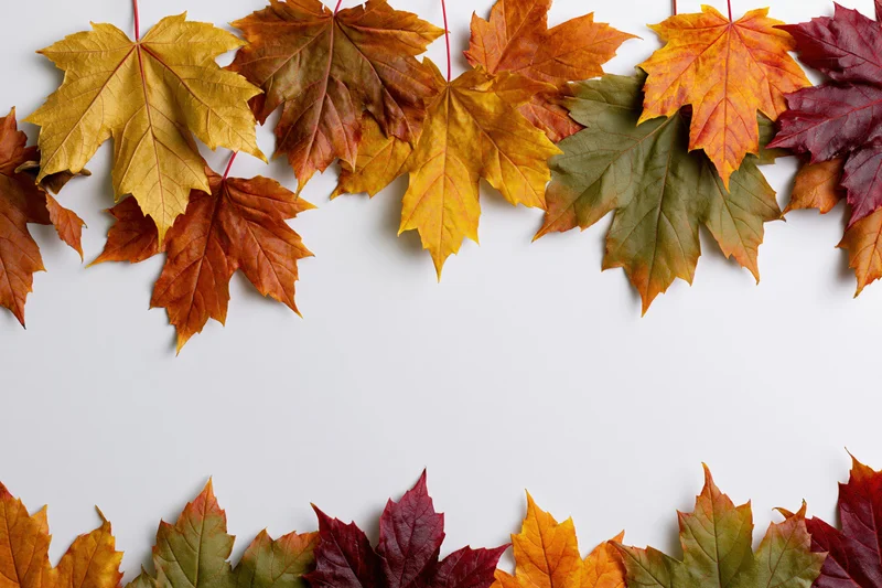 Autumn maple leaves arranged in a flat-lay border frame along the top and bottom of a white surface with copyspace in the center