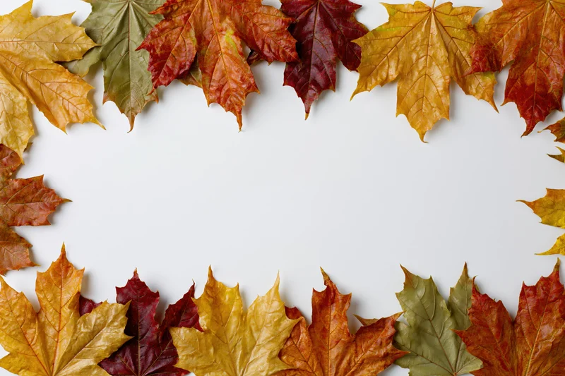 Autumn maple leaves arranged in a flat-lay border frame along the top and bottom edges of a white surface
