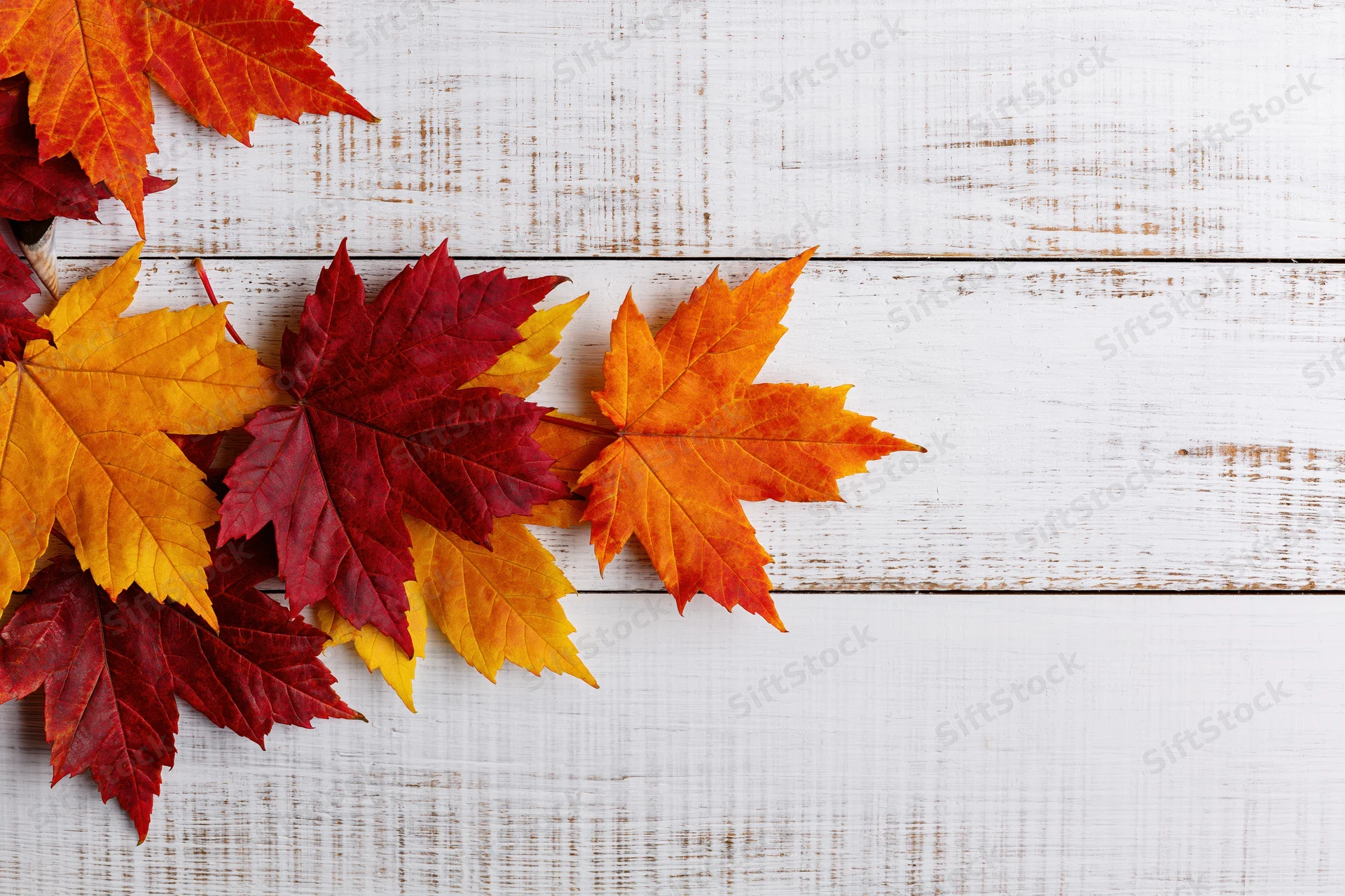 Autumn maple leaves arranged along the left side of a white wooden surface