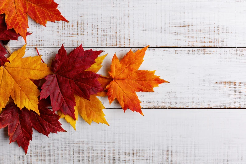 Autumn maple leaves arranged along the left side of a white wooden surface