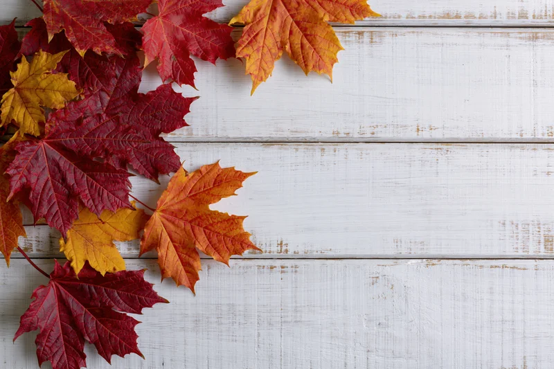 Autumn maple leaves in red orange and yellow arranged along the left side of a white wooden surface