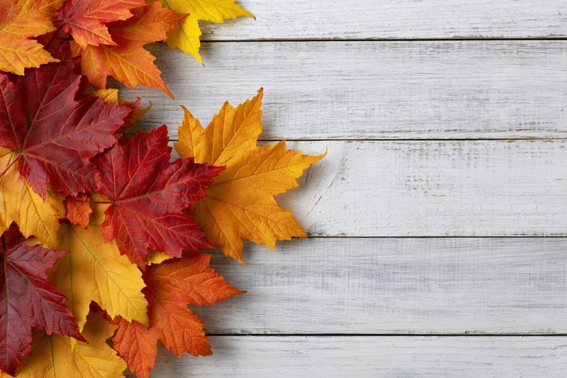 Autumn maple leaves arranged in corner on white wooden surface