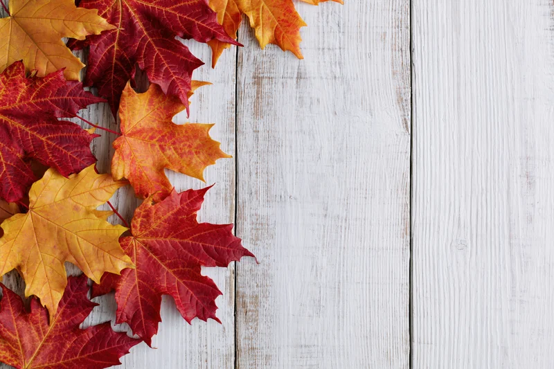 Autumn maple leaves in red orange and yellow arranged along the left side of a white wooden surface