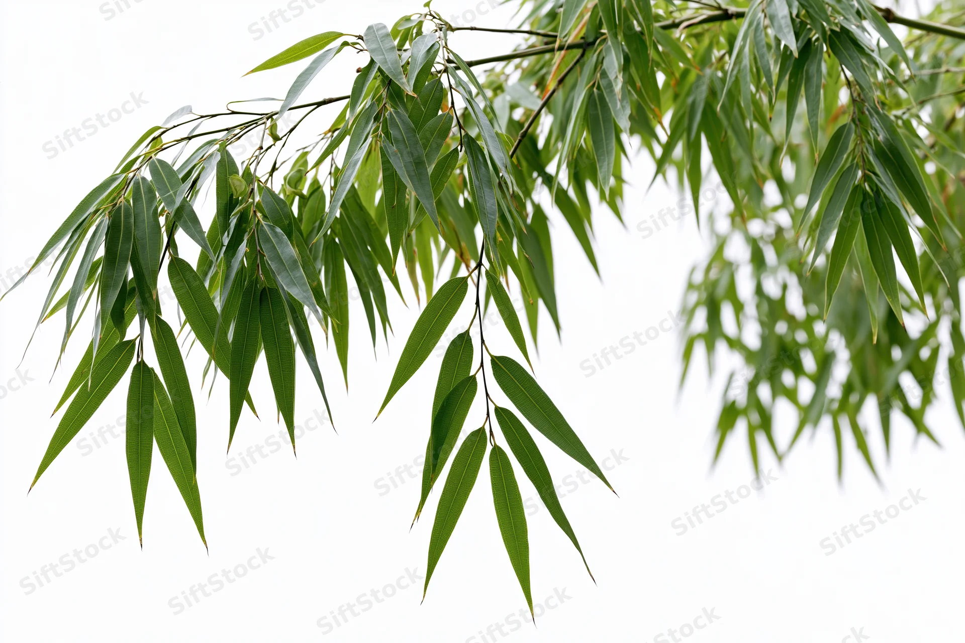 Bamboo branches with slender elongated leaves drooping downward against white background