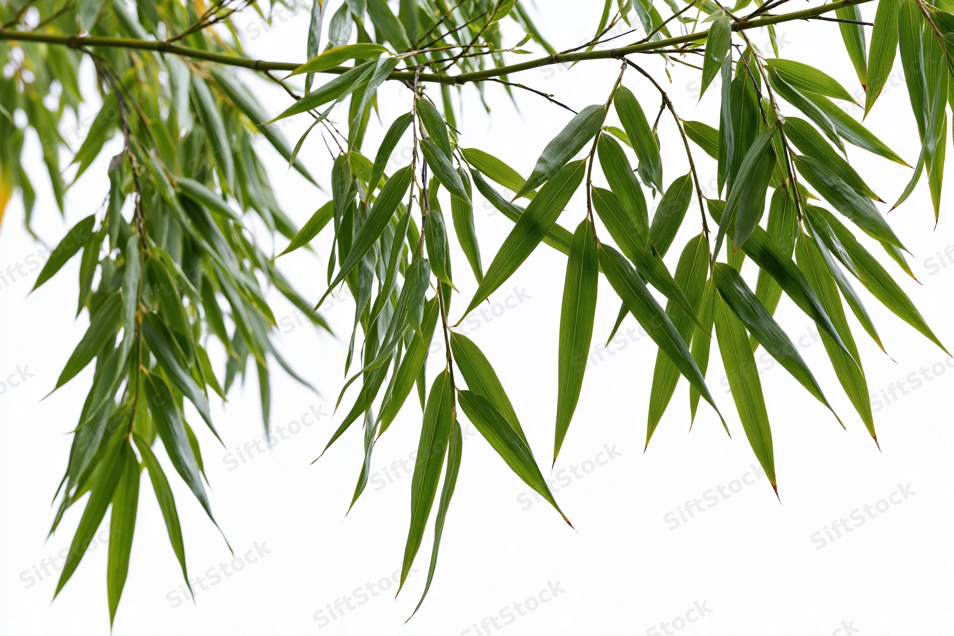 Bamboo branches with slender elongated leaves drooping downward against white background