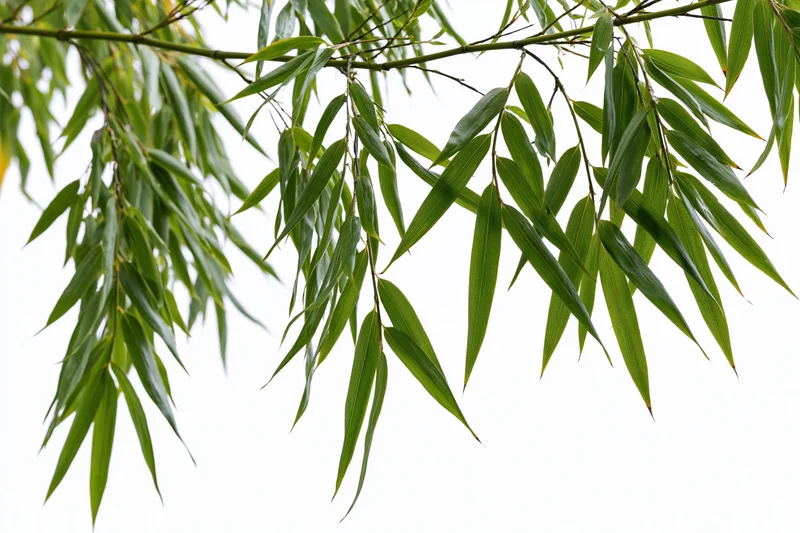 Bamboo branches with slender elongated leaves drooping downward against white background