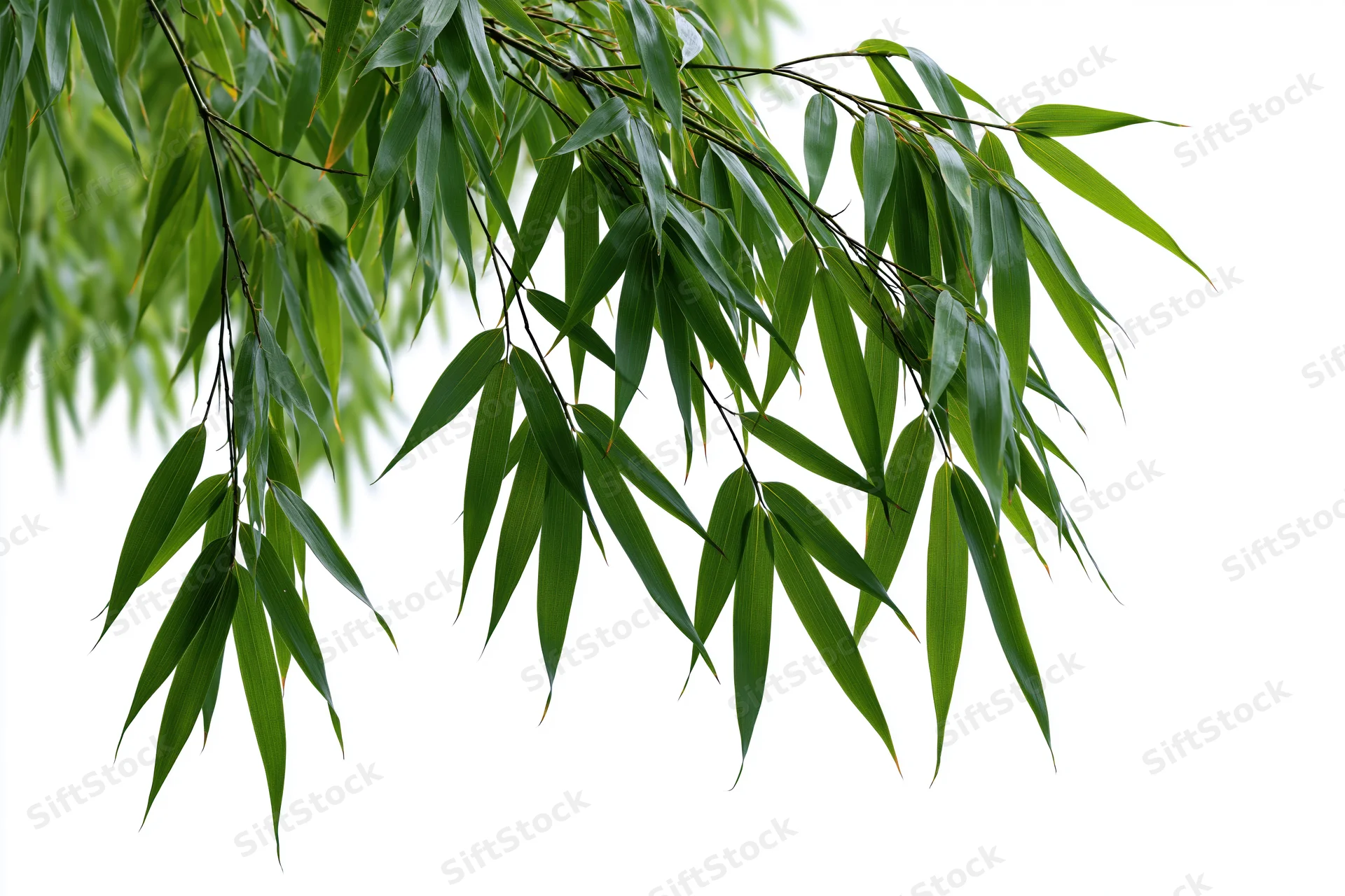 Bamboo branches with slender elongated leaves drooping downward against white background
