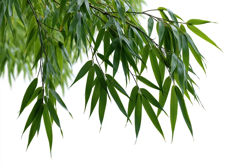 Bamboo branches with slender elongated leaves drooping downward against white background
