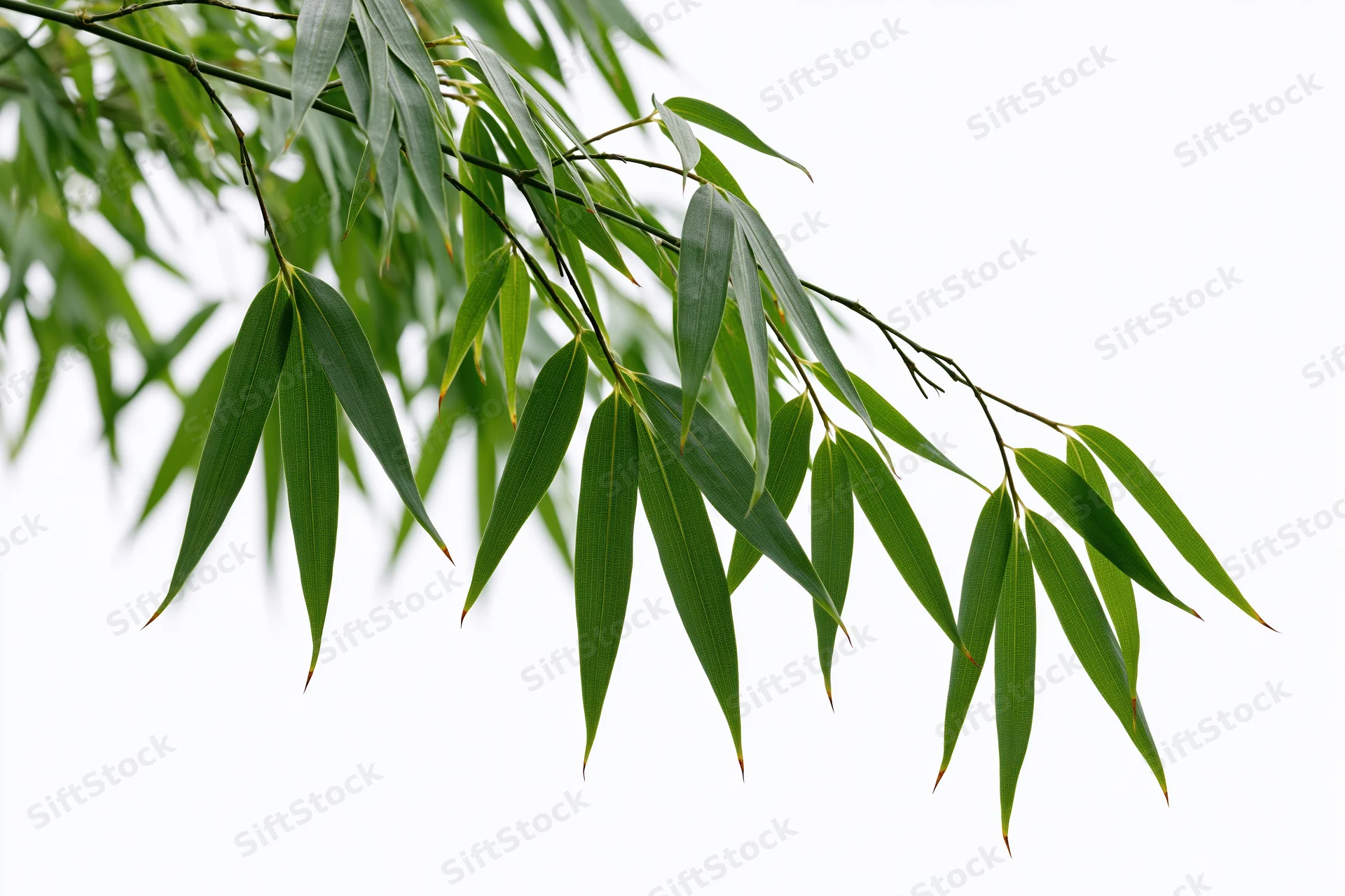 Bamboo branches with slender green leaves drooping against white background