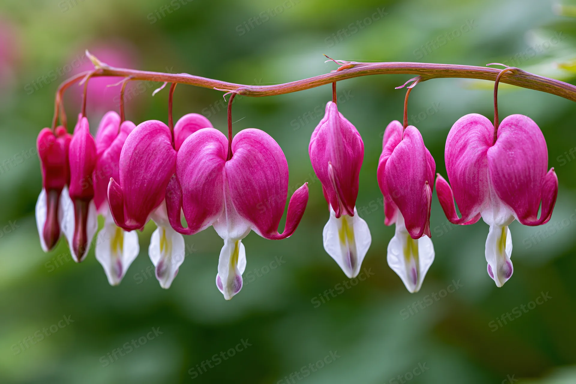 Bleeding heart flowers hanging from a stem in a garden setting