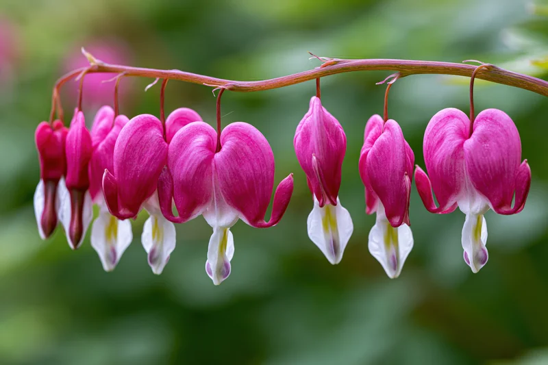 Bleeding heart flowers hanging from a stem in a garden setting