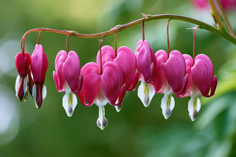 Bleeding heart flowers hanging from a stem in a garden setting