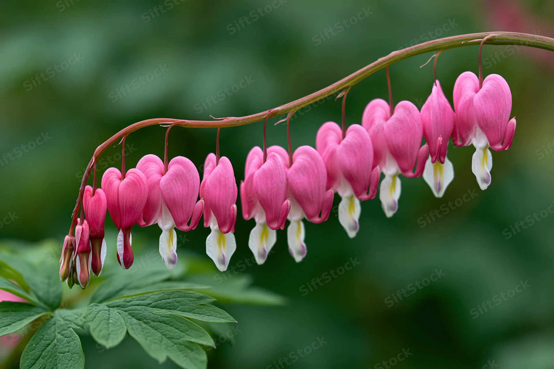 Bleeding heart flowers hanging in a delicate arching row from a stem with green leaves below