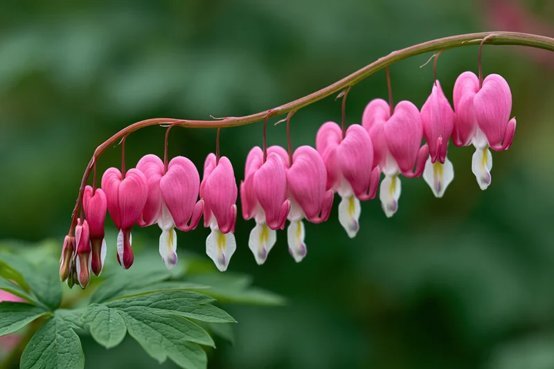 Bleeding heart flowers hanging in a delicate arching row from a stem with green leaves below