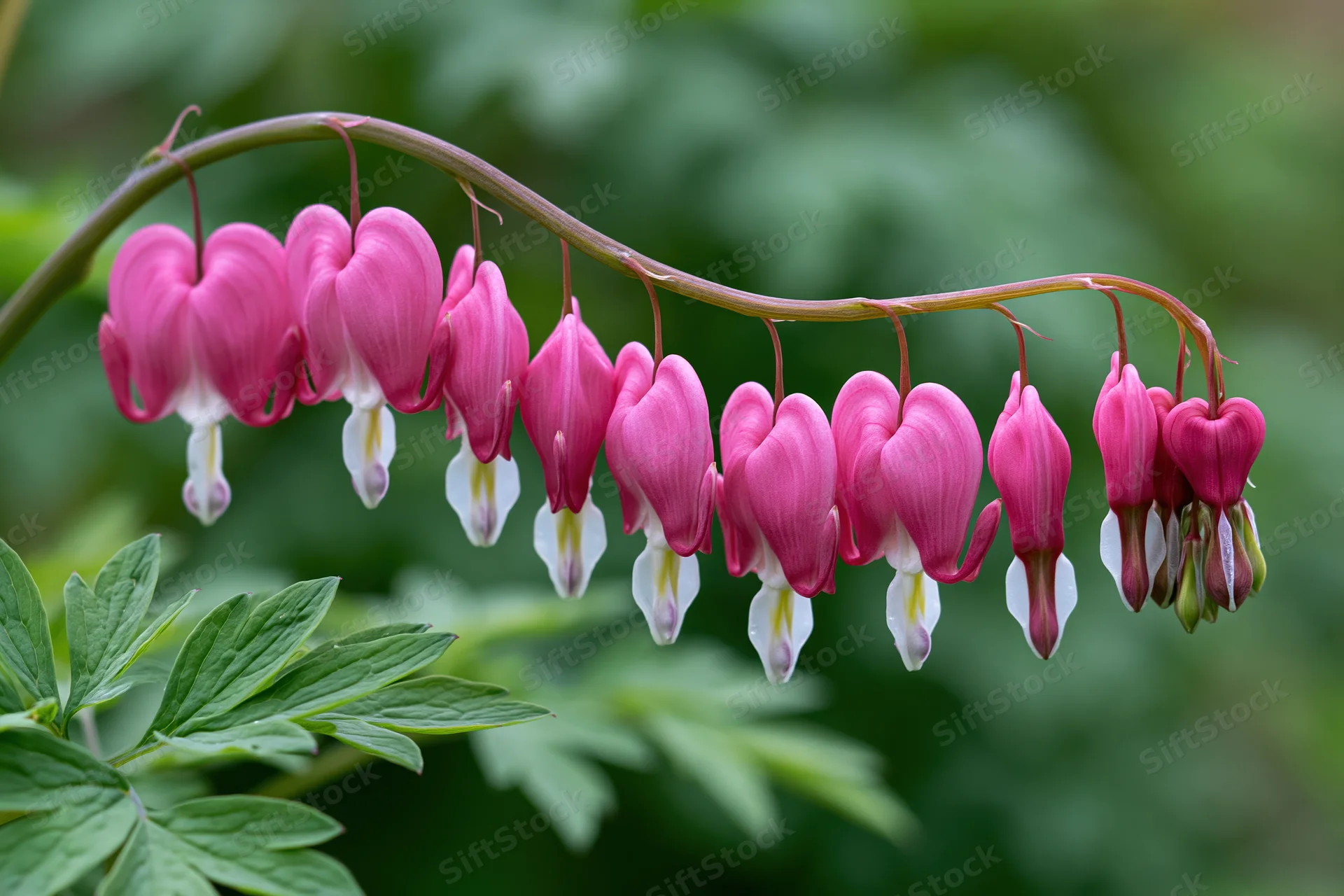 Bleeding heart flowers hanging in a delicate arching row from a stem with green leaves in a garden setting