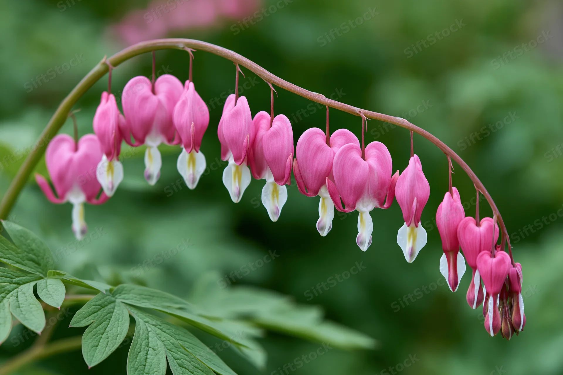 Bleeding heart flowers hanging in a delicate arching row from a stem with green leaves in a garden setting