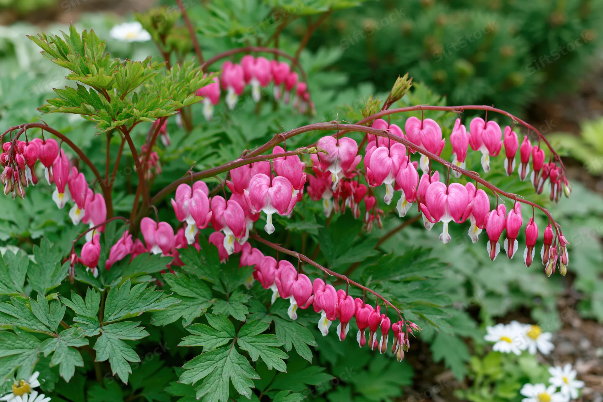 Bleeding heart flowers in full bloom growing in a shaded garden with green foliage and white daisies