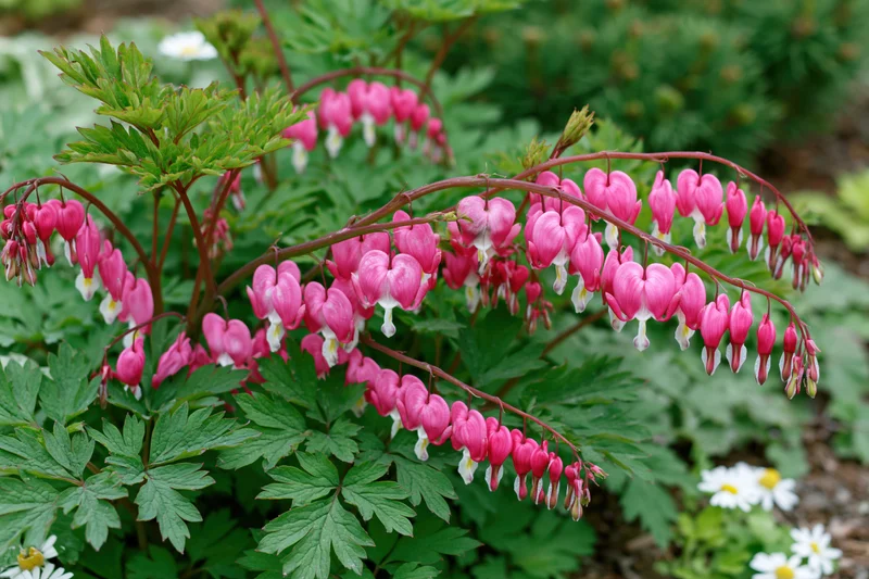 Bleeding heart flowers in full bloom growing in a shaded garden with green foliage and white daisies