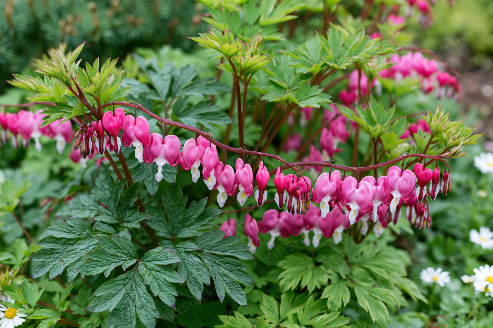 Bleeding heart flowers in full bloom growing in a shaded garden with green foliage and white daisies