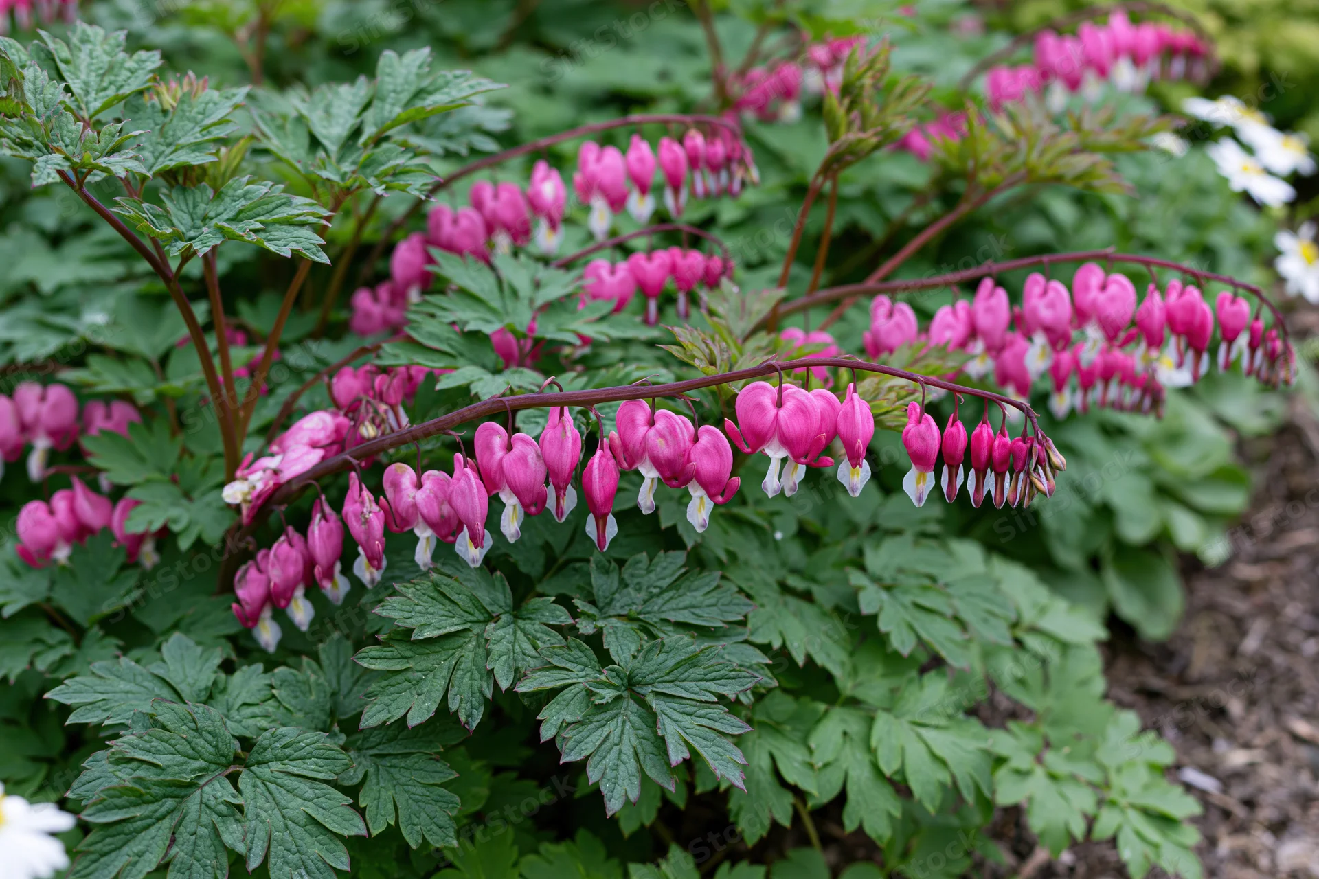 Bleeding heart flowers in full bloom growing in a shaded garden bed surrounded by green foliage